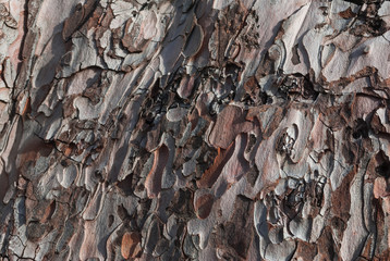 Texture of pine bark. Tree or pine in the forest. Background of tree bark.