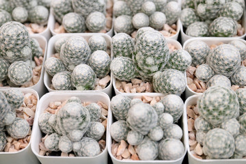 Fototapeta na wymiar Variety cactus in plant shop