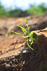 young plant in soil