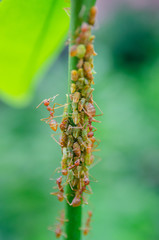 Group of aphid with red ant on tree branch