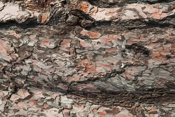 Texture of pine bark. Tree or pine in the forest. Background of tree bark.