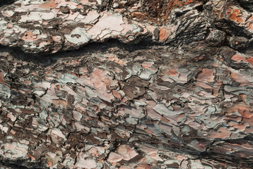 Texture of pine bark. Tree or pine in the forest. Background of tree bark.