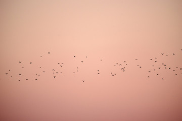 Crowd of common starling birds (Sturnus vulgaris) flying , during spring migration.