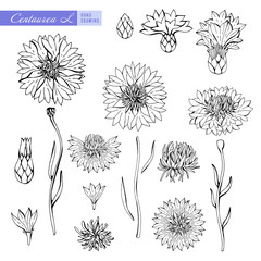 Cornflower in black and white contour. Vector Botanical illustration. Objects isolated on white background. Summer design for your cards design, banners. Centaurea