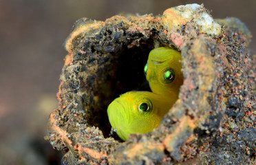 Underwater world - Yellow pygmy-goby - Lubricogobius exiguus. Diving, macro photography. Tulamben, Bali, Indonesia.