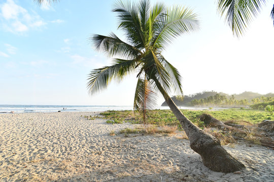 palm tree on the beach in samara nicoya costa rica central america