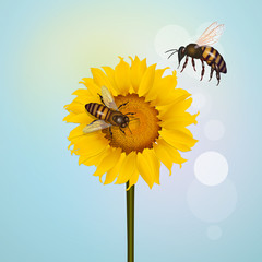 bees on sunflowers