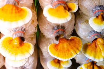 Lingzhi mushroom in organics farm, select focus.