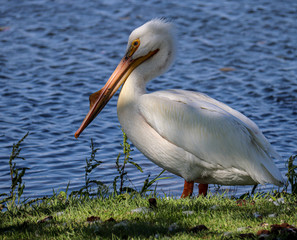 white pelican