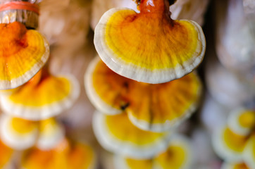 Lingzhi mushroom in organics farm, select focus.