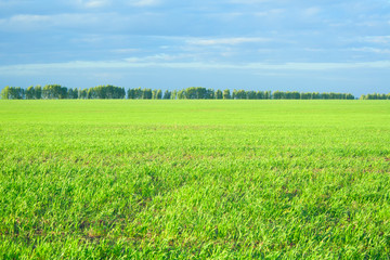 Obraz premium Evening cloudy day landscape of spacious field. Sunset on golden field on orange and green vibrant colors