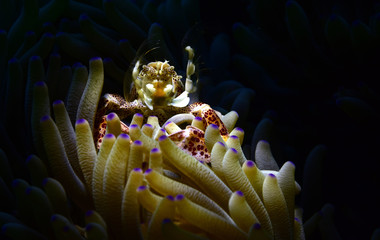 Underwater world - Spotted porcelain crab (Neopetrolisthes maculatus). Diving, macro photography. Tulamben, Bali, Indonesia. 