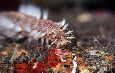 Naklejka na ściany i meble Amazing underwater world - a fire worm. Underwater monster. Diving, macro photography. Tulamben, Bali, Indonesia. 