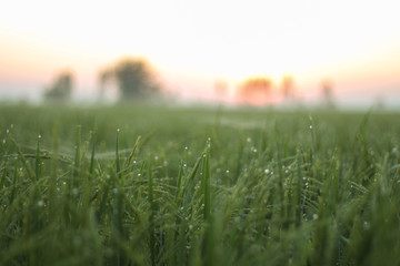 field of green grass