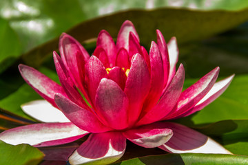 Beautiful opened pink water lily close-up, with blurred depth of field, floating on the lake. The concept of romance, calm, relax