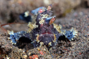 Amazing underwater world - Painted frogfish - Antennarius pictus. Tulamben, Bali, Indonesia.