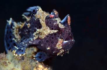 Amazing underwater world - Painted frogfish - Antennarius pictus. Tulamben, Bali, Indonesia.