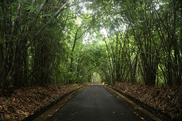 Bamboo at Penglipuran Village, Bali, Indonesia
