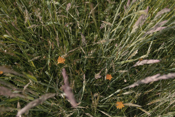 Green spring grass with yellow flowers mother-stepmother, beautiful texture.