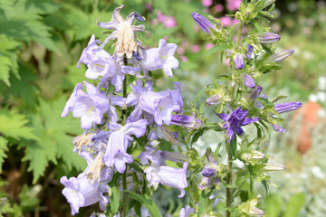 Canterbury bells (Campanula medium) in the garden on a summer day close up