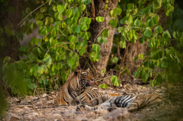 A mating pair of tigers resting after rounds of mating between these two tigers at ranthambore national park, india