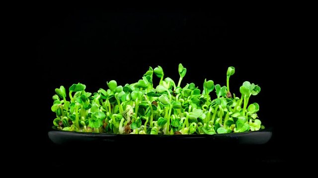 Timelapse Of Microgreens Radish Seeds Sprouting And Growing In A Black Bowl On Black Background Side View