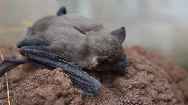 Lesser Asiatic Yellow House Bat (Scotophilus kuhlii) resting on rock, Animals mammals that can fly and has brown hair