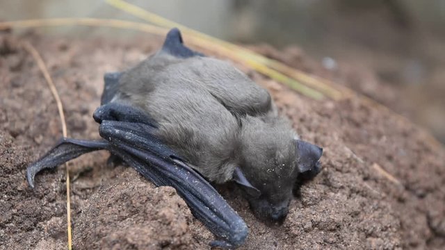 Lesser Asiatic Yellow House Bat (Scotophilus kuhlii) resting on rock, Animals mammals that can fly and has brown hair