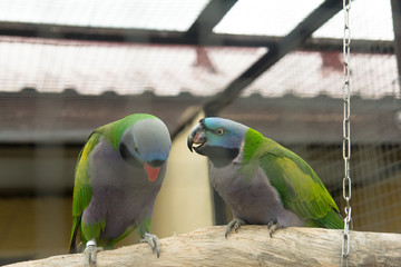 Obraz premium pigeon
