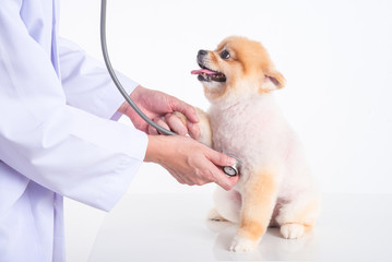 veterinarian hands checking pomeranian dog by stethoscope in vet clinic