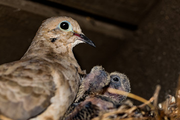 Baby birds in a nest tucked away in the rafters of a porch.  The mother is feeding and warming the several week old babies.