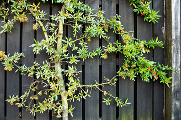 Fototapeta na wymiar Closeup green tree with oak wooden fence background 