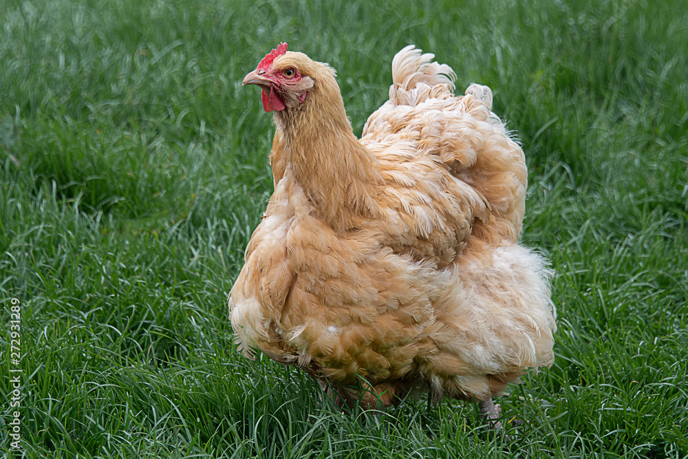 Poster a fluffy feathery chicken stands on the grass with feathers ruffled