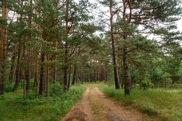 Forest road in a pine forest