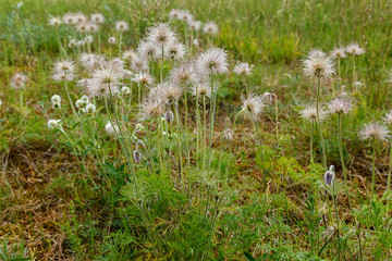 Flowering plants in a forest glade