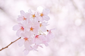 Scientific name is Cerasus &times;yedoensis (Matsum.) Masam. & Suzuki &lsquo;Somei-yoshino. 