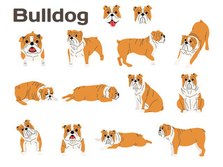 bulldog,dog in action,happy dog