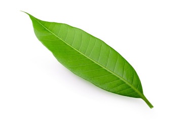 Mango leaf isolated on a white background