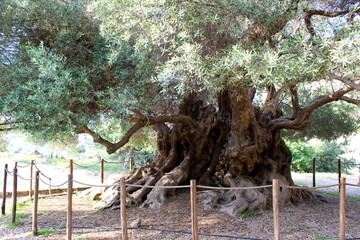 alter Olivenbaum von Kavousi