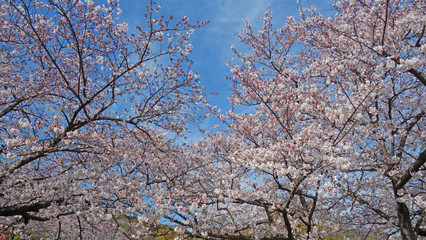 絶景！青いお空に映える満開の桜！