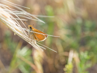 Cute little orange butterfly with huge eyes hugs green plant