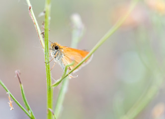 Cute little orange butterfly with huge eyes hugs green plant