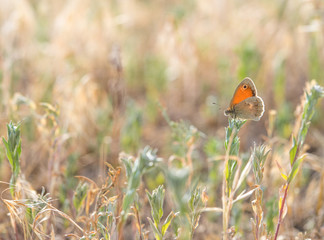 Orange butterfly on the green plant with soft background