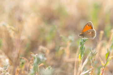 Orange butterfly on the green plant with soft background