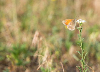 Orange butterfly on the white flower with soft background