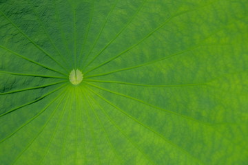lotus leaf closeup