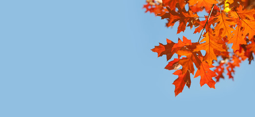 Autumn background with red oak leaves on blue sky background. Colorful foliage in the autumn park....