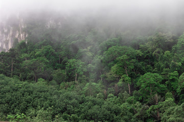 Nature forest and mountain landscape with fog in the morning 