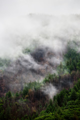 Dramatic fog and mist rolling over an evergreen tree landscape after a rain storm with room for text