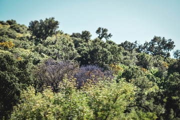 Obraz premium California hills